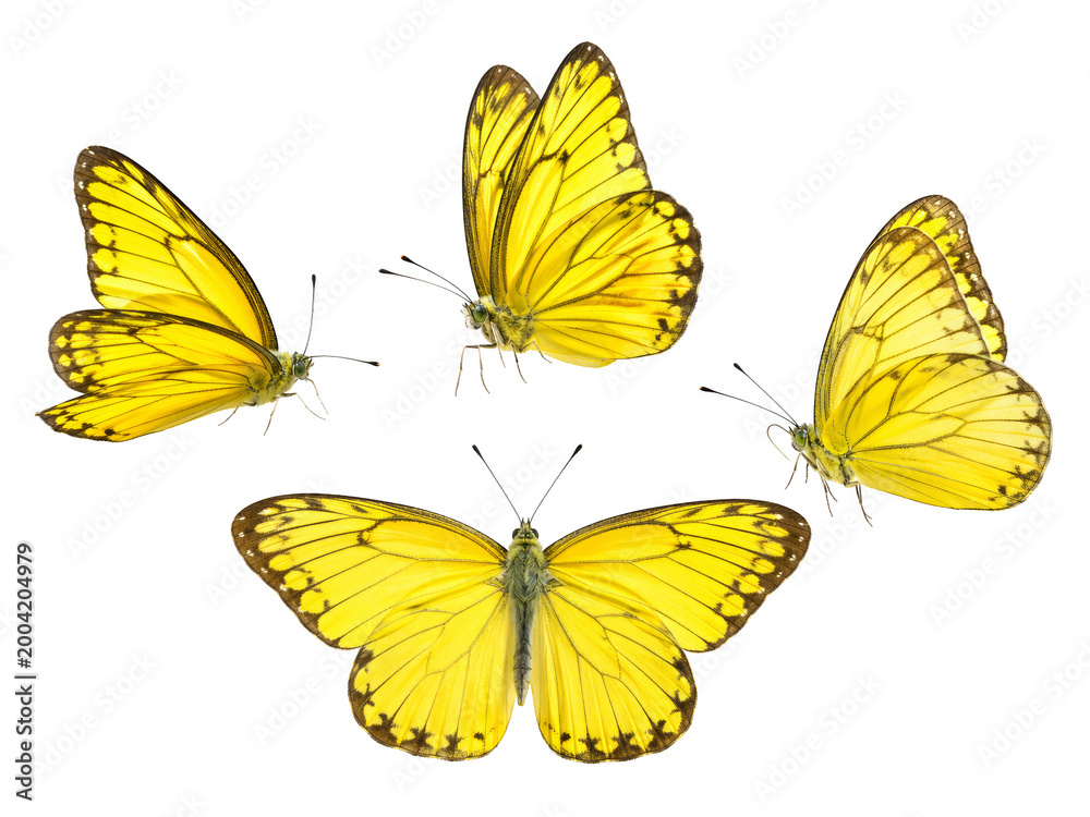 Fototapeta premium 3D Cluster of Yellow Butterflies Flying Nature Icon