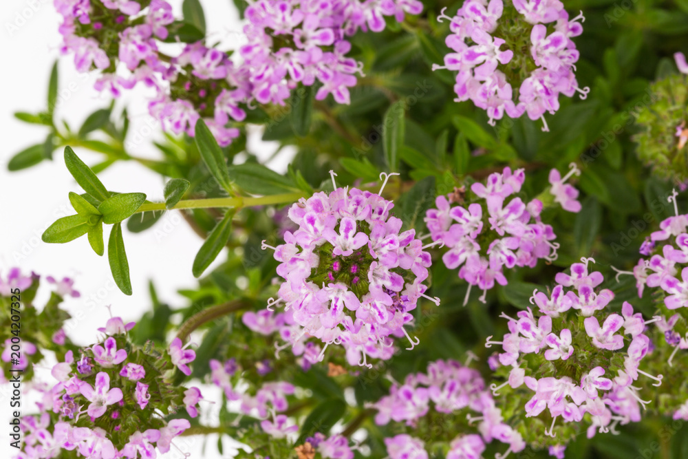 Obraz premium Flowers grow in clusters in a garden showing small pink blooms and green leaves in early spring