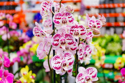 Billede på lærred Orchids in a flower shop during spring display bright colors and patterns for cu