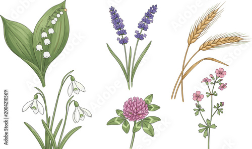 Elegant Wildflower and Botanical Vector Collection Featuring Lavender, Lily of the Valley, Snowdrops, Clover, Wheat Stalks, and Floral Sprigs for Natural Wedding or Greeting Card Designs