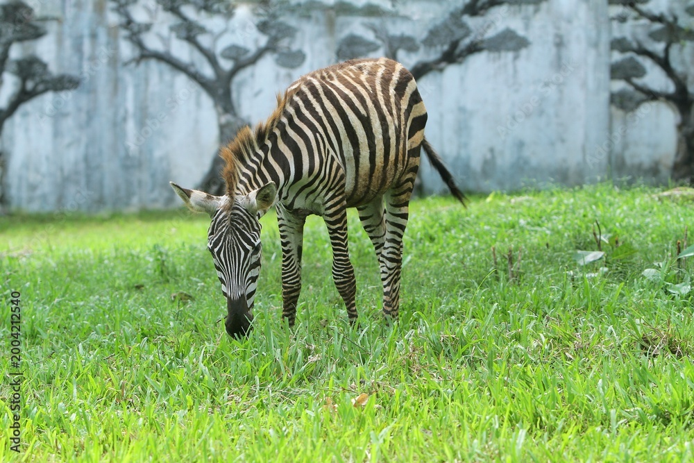 Fototapeta premium a zebra is seen grazing in the field during the day