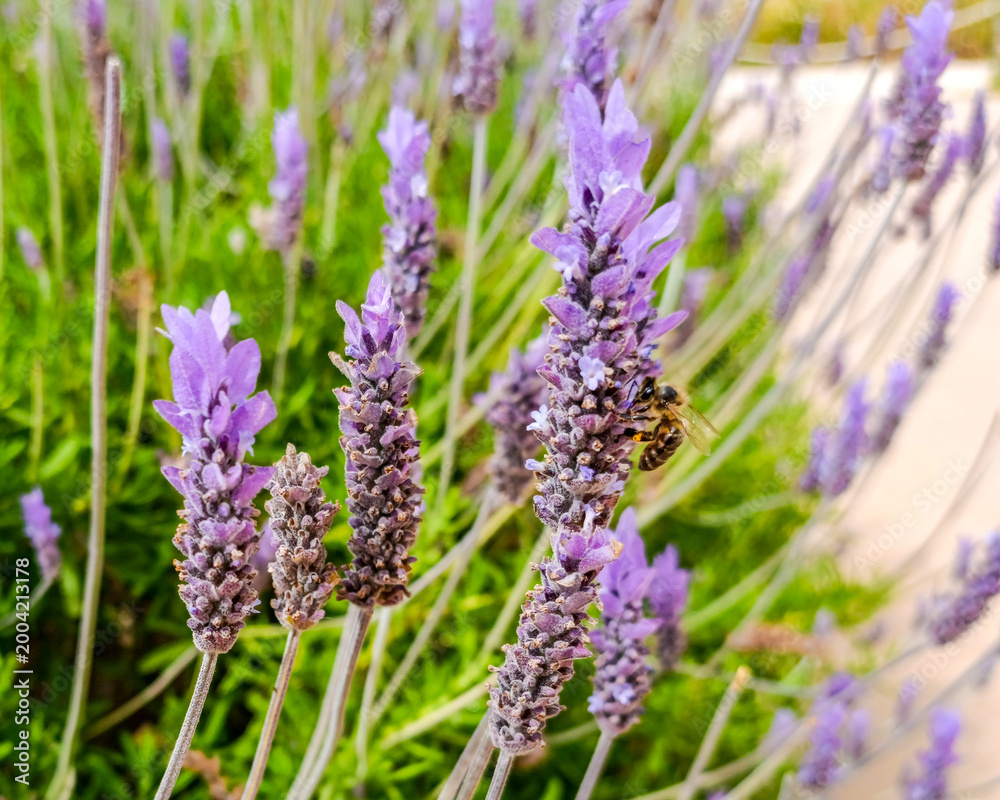 Fototapeta premium Bee Pollinating Lavender Flowers in Summer Garden