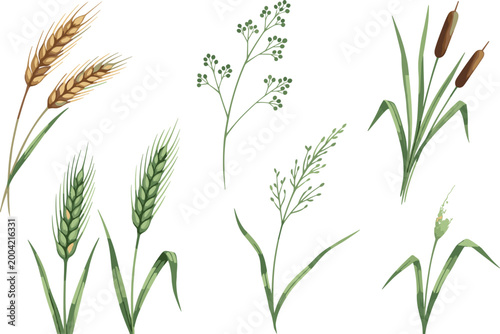 Natural Meadow Grass and Cereal Grain Vector Collection Featuring Wheat Stalks, Bullrush Cattails, Wild Field Grass, and Botanical Sprigs for Rustic Outdoor and Agricultural Designs