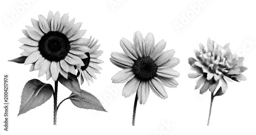 Sunflower daisy and chamomile blooms aligned on white surface. not ideal dots
