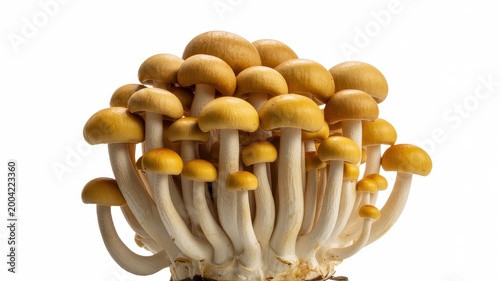 Cluster of fresh brown shimeji mushrooms with long white stems isolated on a white background
