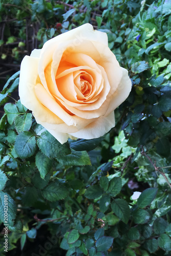 A high-angle, close-up shot of a single, fully bloomed peach or apricot-colored rose (Rosa). The rose features soft, delicate petals spiraling towards the center. 