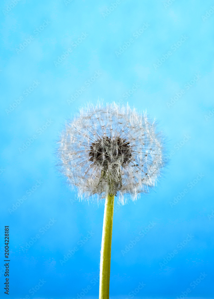 Fototapeta premium Dandelion puff stands tall against blue sky background in a simple setting during daylight