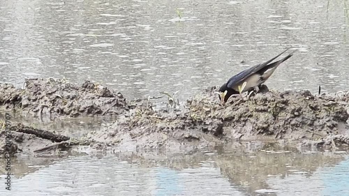 

A Swallow Couple Collaboratively Gathering Mud and Nesting Materials in a Rice Paddy #002

