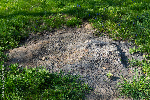 Obraz na płótnie Burnt Ground Patch in Grass, Environmental Damage Concept