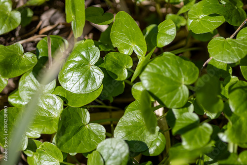 Bright green leaves in a spring forest