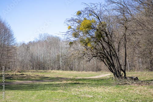 A spring landscape on a sunny day