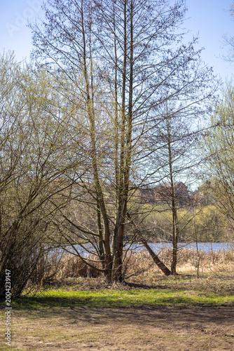 A spring landscape by the river