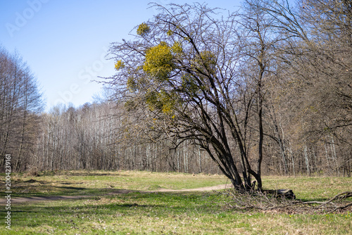 A spring landscape on a sunny day