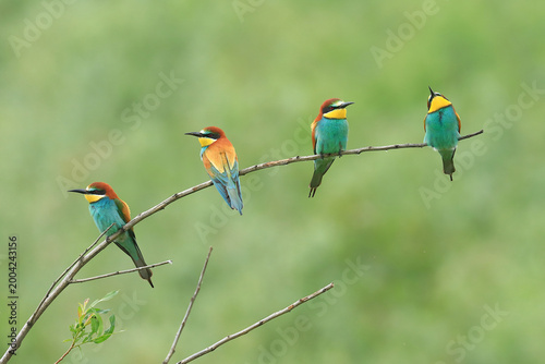 European bee-eaters, Merops apiaster,  colorful, exotic birds on the branch