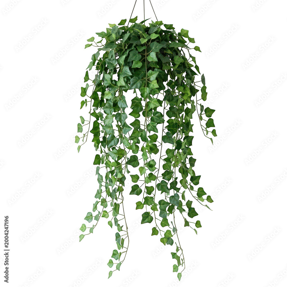 Fototapeta premium Cascading green ivy plant isolated on transparent background