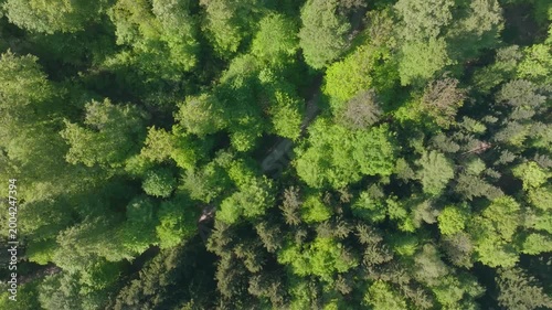 Top view of forest canopy at Zürichberg mountain at Swiss city of Zürich on a sunny spring morning. Video shot April 30th, 2026, Zurich, Switzerland.