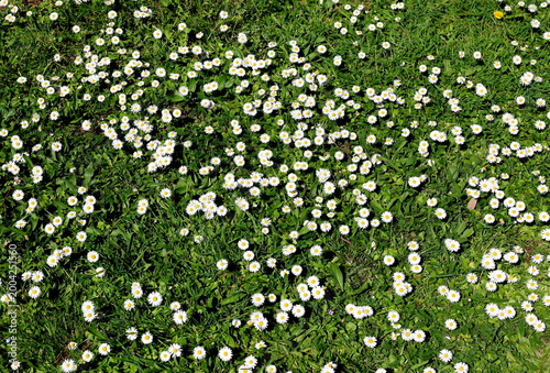 Viele Gänseblümchen auf einer Frühlingswiese