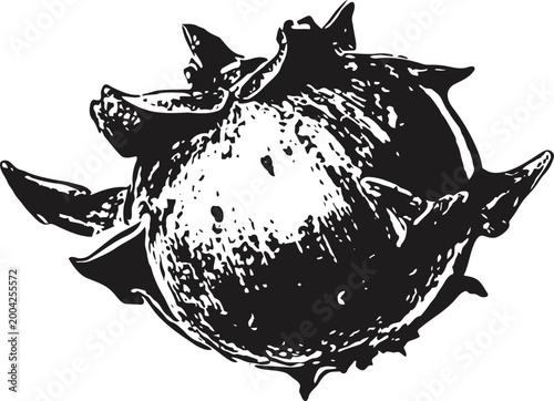 stylized botanical fruit with spiky protrusions, vintage botanical illustration, monochrome nature drawing
