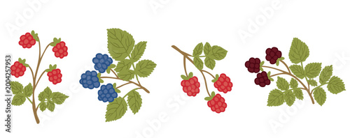 Berry branch vector set. Raspberry, blackberry and blueberry collection.