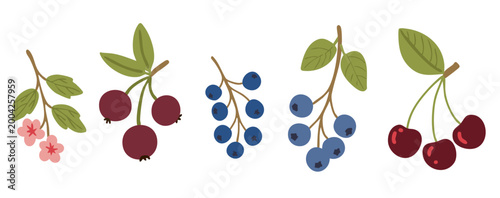 Summer berry and blossom vector set. Cherry, sloe and apple flower collection.