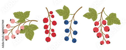 Currant berry branch vector set. Red, black and pink currant collection.