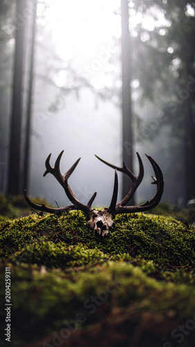 Shed Antler on Mossy Forest Floor