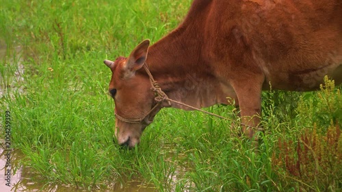 Indigenous Cow Feeding in Lush Wetland Pasture Countryside Scene 4K