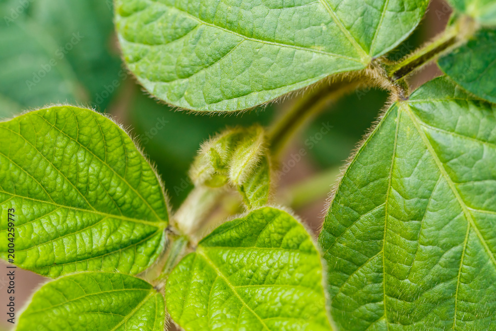 Obraz premium Close look at green soybean leaves and bud in a garden during spring season