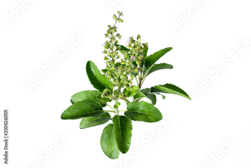 green leaves, fresh leaves, herb plant, flowering basil, aromatic herb, natural herb, organic plant, botanical, plant isolated, leaf texture, ayurveda, herbal medicine, natural remedy, immunity boost