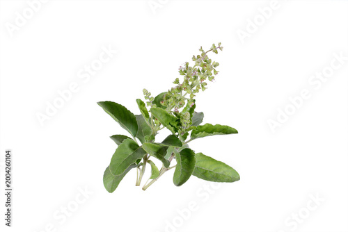green leaves, fresh leaves, herb plant, flowering basil, aromatic herb, natural herb, organic plant, botanical, plant isolated, leaf texture, ayurveda, herbal medicine, natural remedy, immunity boost