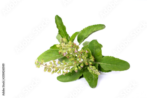green leaves, fresh leaves, herb plant, flowering basil, aromatic herb, natural herb, organic plant, botanical, plant isolated, leaf texture, ayurveda, herbal medicine, natural remedy, immunity boost