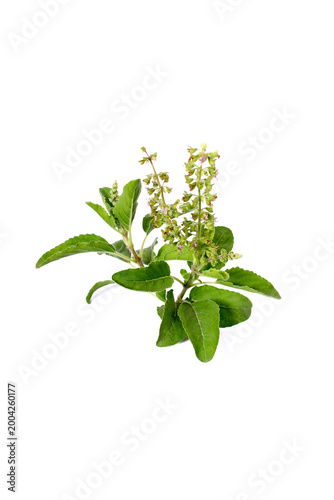 green leaves, fresh leaves, herb plant, flowering basil, aromatic herb, natural herb, organic plant, botanical, plant isolated, leaf texture, ayurveda, herbal medicine, natural remedy, immunity boost