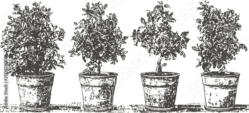 Four potted plants illustration with leaves and textured ceramic pots in vintage