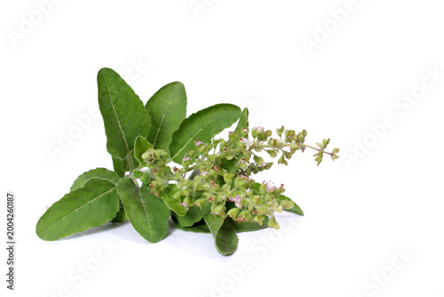 green leaves, fresh leaves, herb plant, flowering basil, aromatic herb, natural herb, organic plant, botanical, plant isolated, leaf texture, ayurveda, herbal medicine, natural remedy, immunity boost