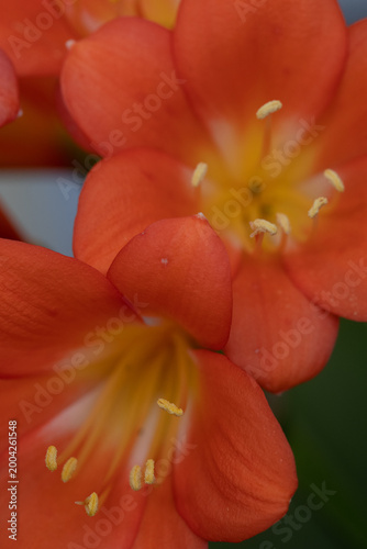 Macro image of stamens in an orange flower.