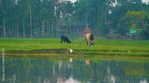 Scenic Village Landscape with Cattle and Wildlife in Natural Ecosystem 4K