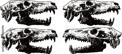 Four detailed black and white illustrations of animal skulls showing side views with open jaws and teeth