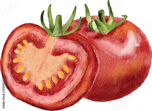 Watercolor Fresh Red Tomatoes Illustration Whole and Half Sliced Tomato