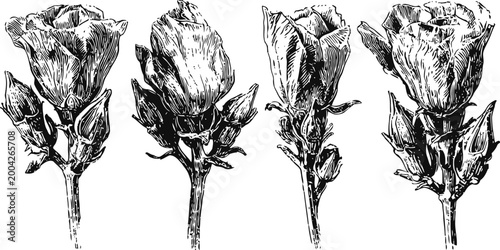 hand drawn vintage rose illustrations set with detailed petals and leaves in black ink