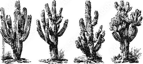 vintage black and white cactus illustrations set with four different types of desert succulent plants