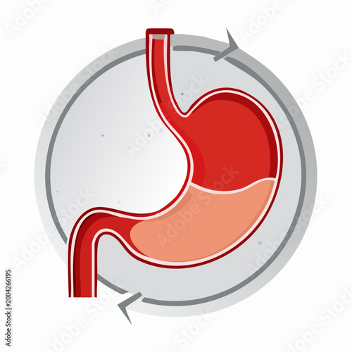 Illustration of Human Stomach with Digestive Process Cycle