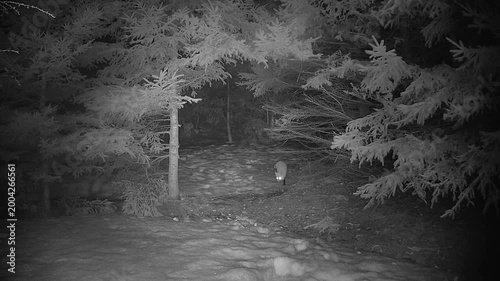 A lone fox forages on a snowy forest floor at night, captured in infrared by a trail camera. Reflective eyeshine and winter pine trees create a natural wildlife behavior scene.