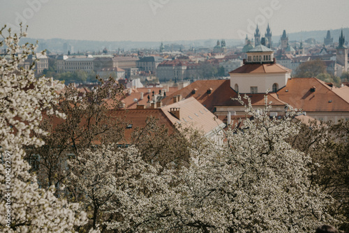 Foto Spring blossoms fill the skyline of Prague with rooftops and historic buildings