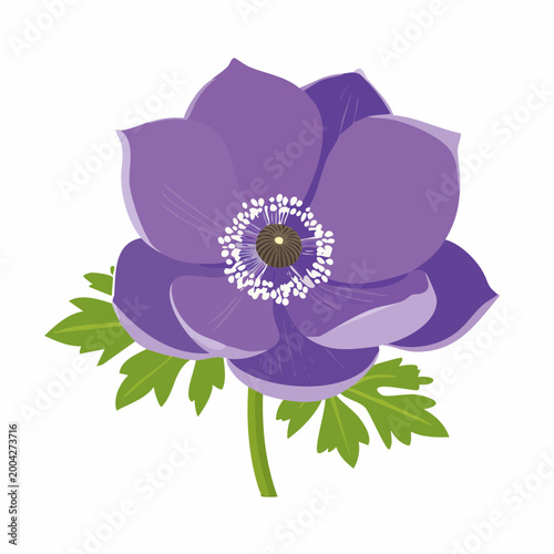 Purple Anemone Flower Illustration