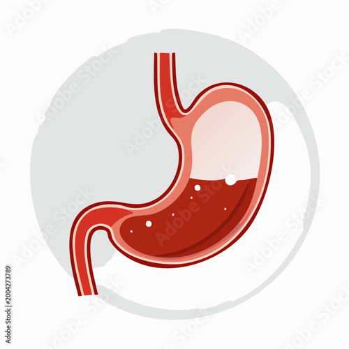 Illustration of a Human Stomach with Contents