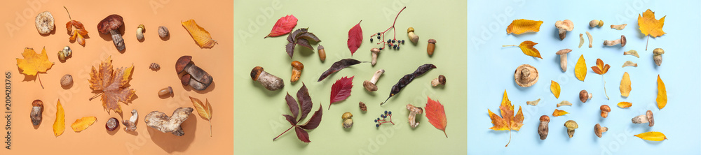 Fototapeta premium Collage of many mushrooms and autumn leaves on color background, top view