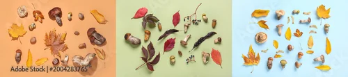 Panel kuchenny z motywem Collage of many mushrooms and autumn leaves on color background, top view