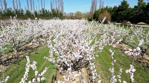 Cinematic drone flyover above a vast apricot orchard in full bloom during a bright sunny spring day, capturing endless flowering trees and beautiful rural countryside landscape.
