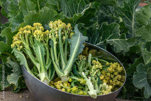 Photos Nine star perennial broccoli, perennial cabbage, perennial vegetable, brassica o