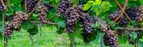 Bild auf Leinwand Grapes grow on vines in a vineyard during the harvest season in a green field un